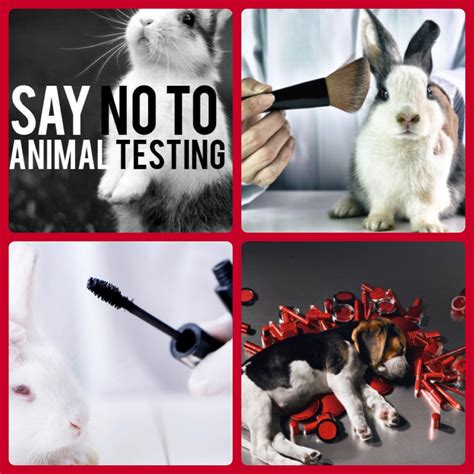 macht chanel tierversuche|Chanel animal testing policy.